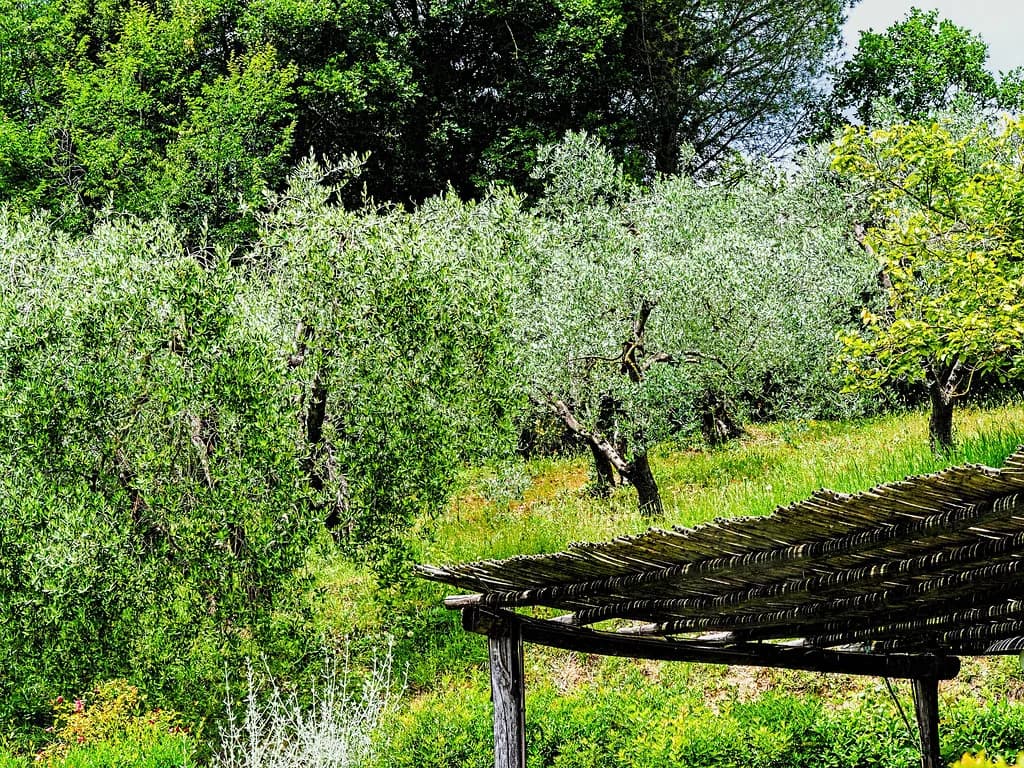 Wine Tasting in San Gimignano: Vernaccia, Wineries and Tours