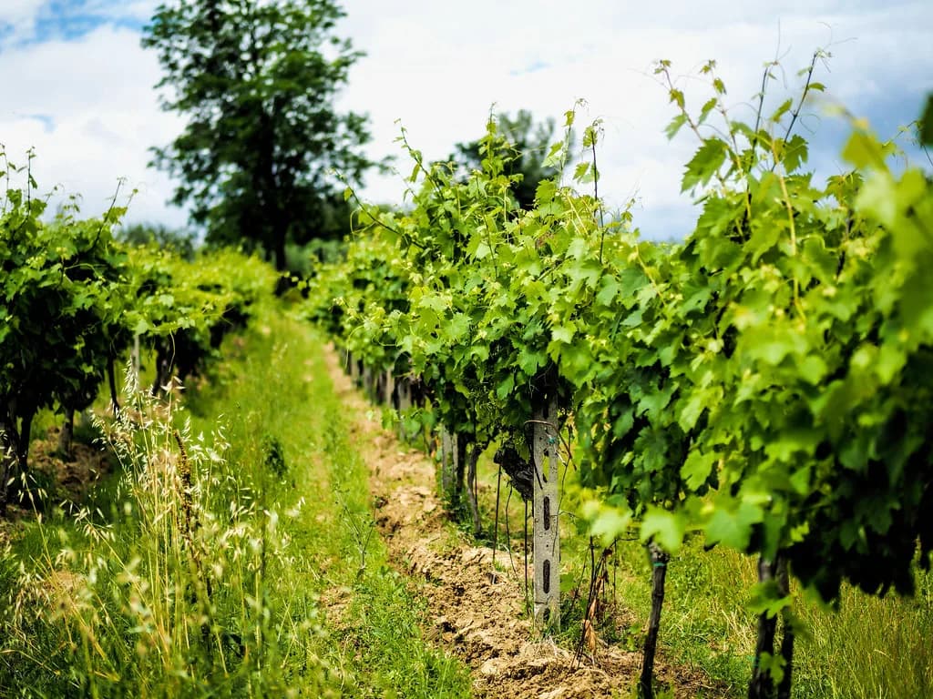San Gimignano Wineries: Tasting Vernaccia Car-Free