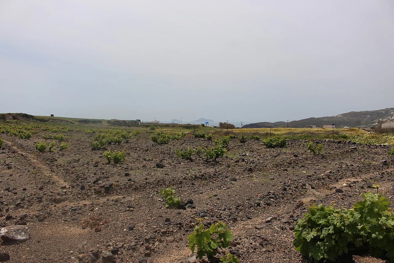 Santorini Wineries: Where to Taste Assyrtiko & Vinsanto