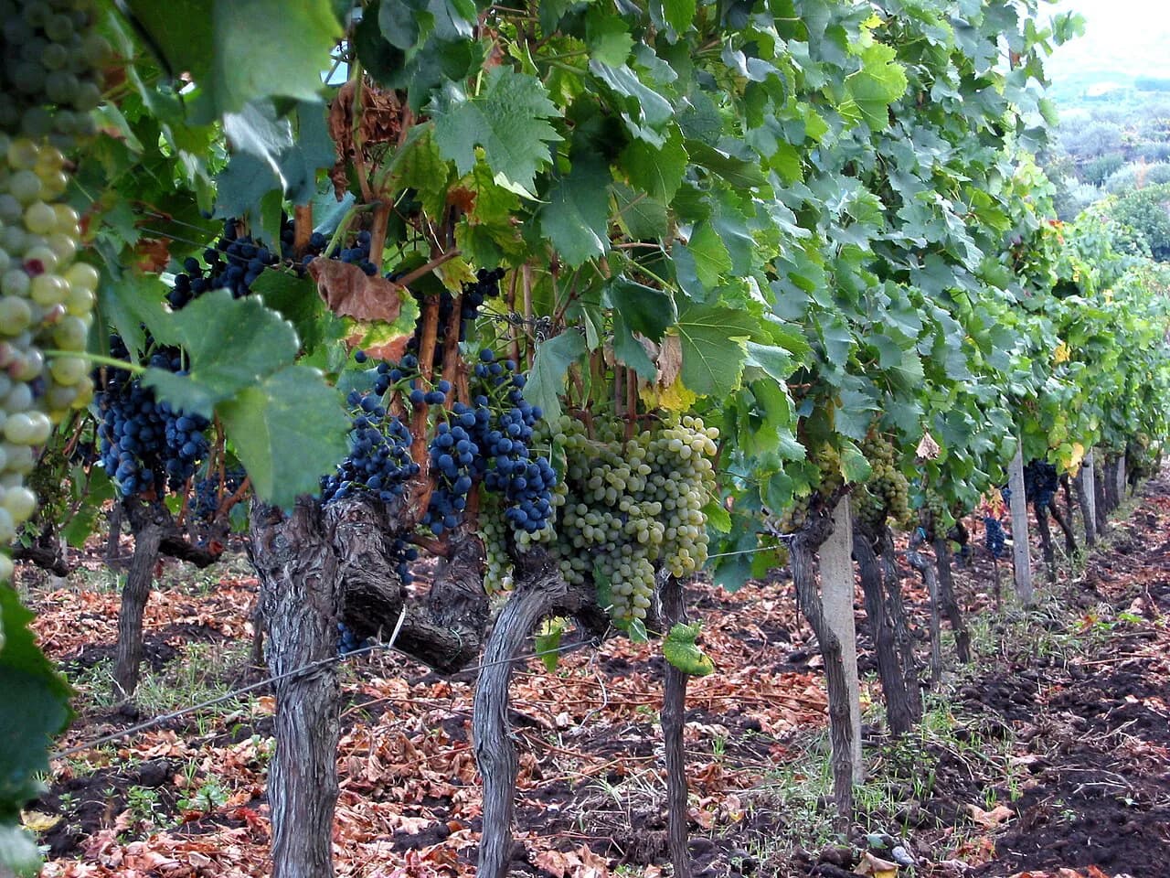 Taormina Wineries: Where to Taste Etna Wine from the Coast