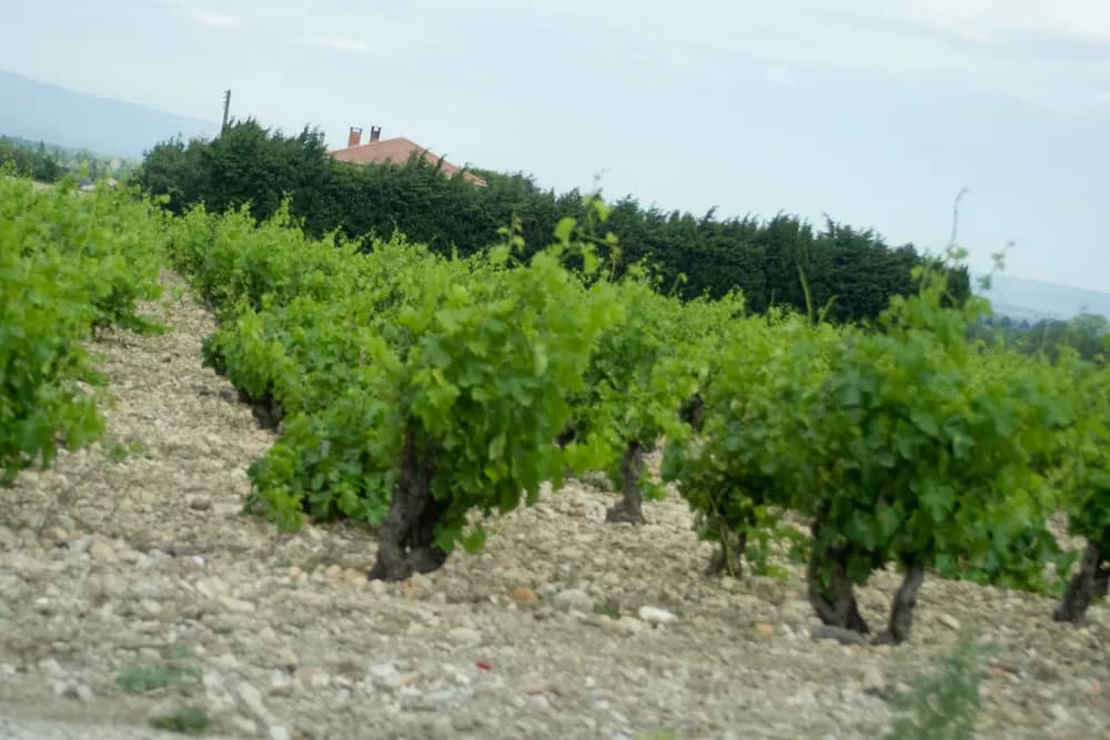 Tavel Rosé: A Wine-Tasting Guide from Avignon