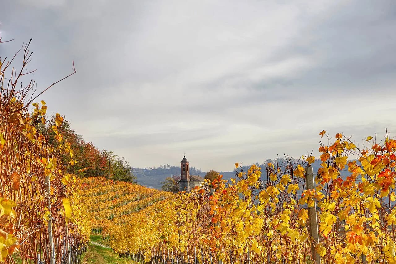 Wine Tours from Turin: Langhe, Barolo & Roero Compared