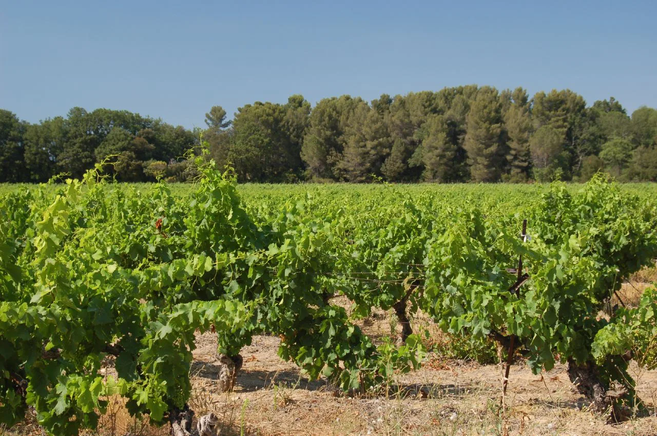 Aix-en-Provence vineyard
