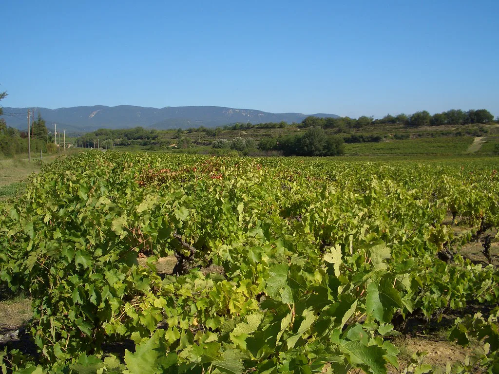 Vineyards in the Luberon, north of Aix-en-Provence