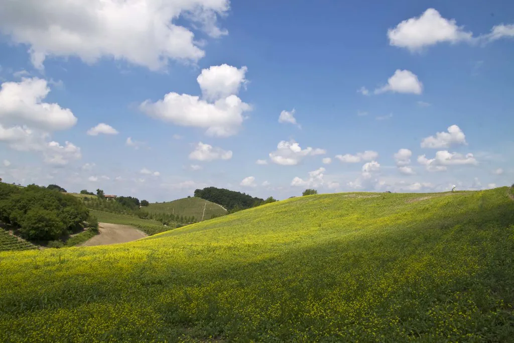 Rolling Langhe hills near Alba