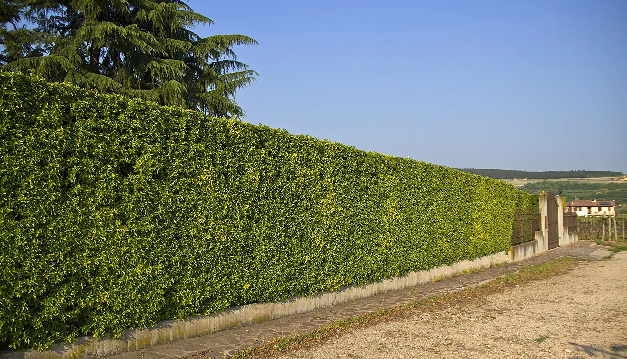 Allegrini vineyard, Fumane