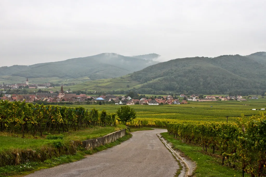 Vineyards of the Alsace region