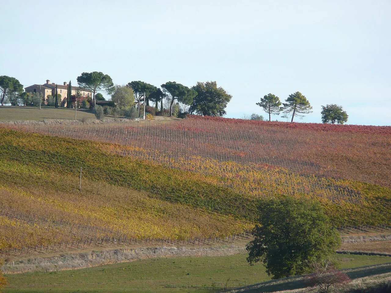 Vigneti a Valiano (Montepulciano)