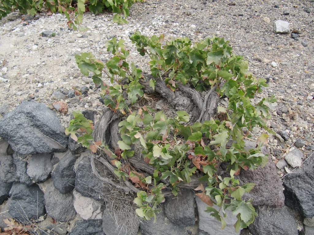 Santorini Grapes grow close to ground - weave into circles