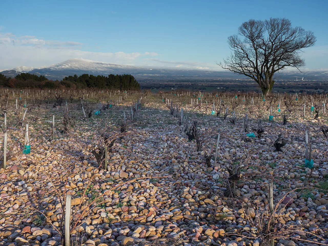 Old vines on the stony La Crau plateau, Châteauneuf-du-Pape