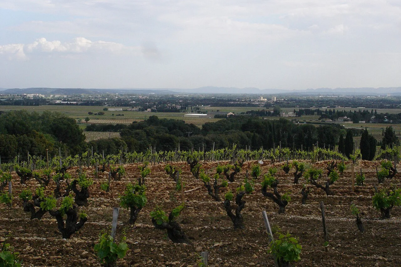 Vineyard in Châteauneuf-du-Pape