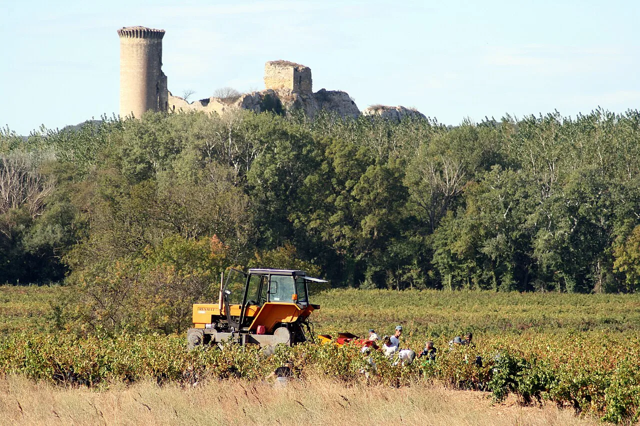 Harvest below the château ruins, Châteauneuf-du-Pape
