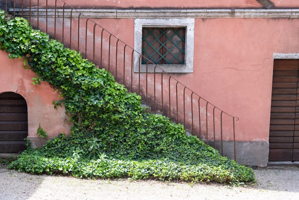 Ivy Covered Steps, Montepulciano