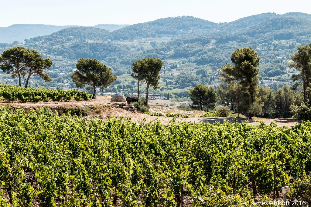Vineyards seen from Domaines Bunan, Bandol