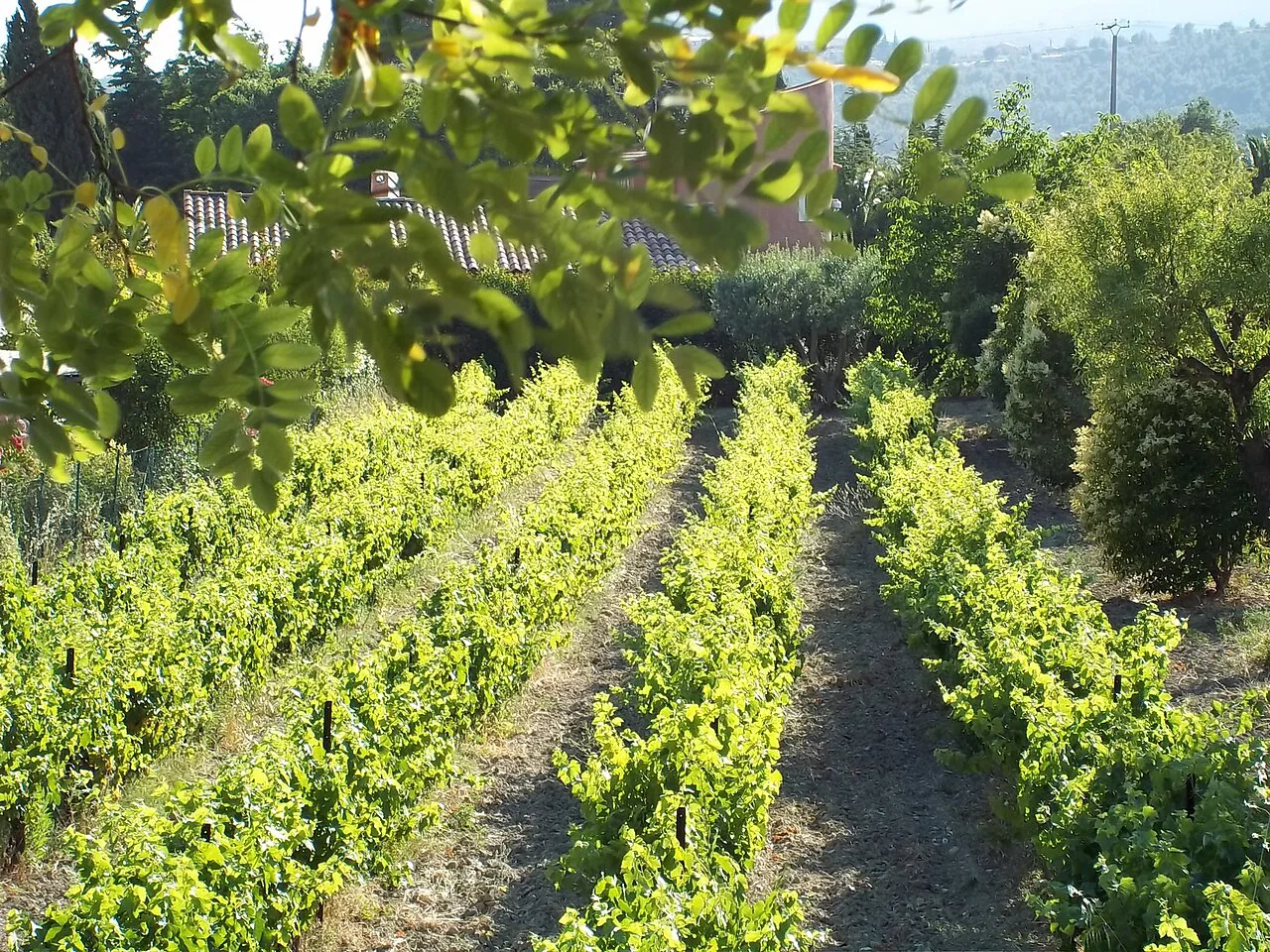 Vines at Cassis, the coastal appellation next to Bandol