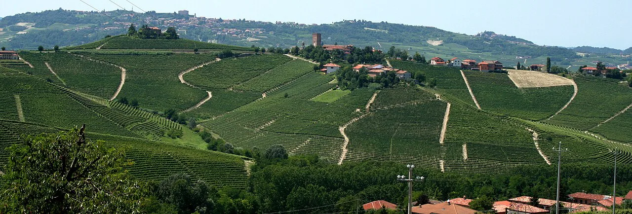 Vineyard hills in Piedmont