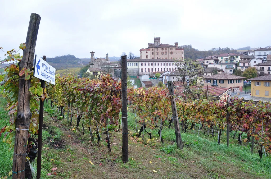 Vineyards at Hotel Barolo