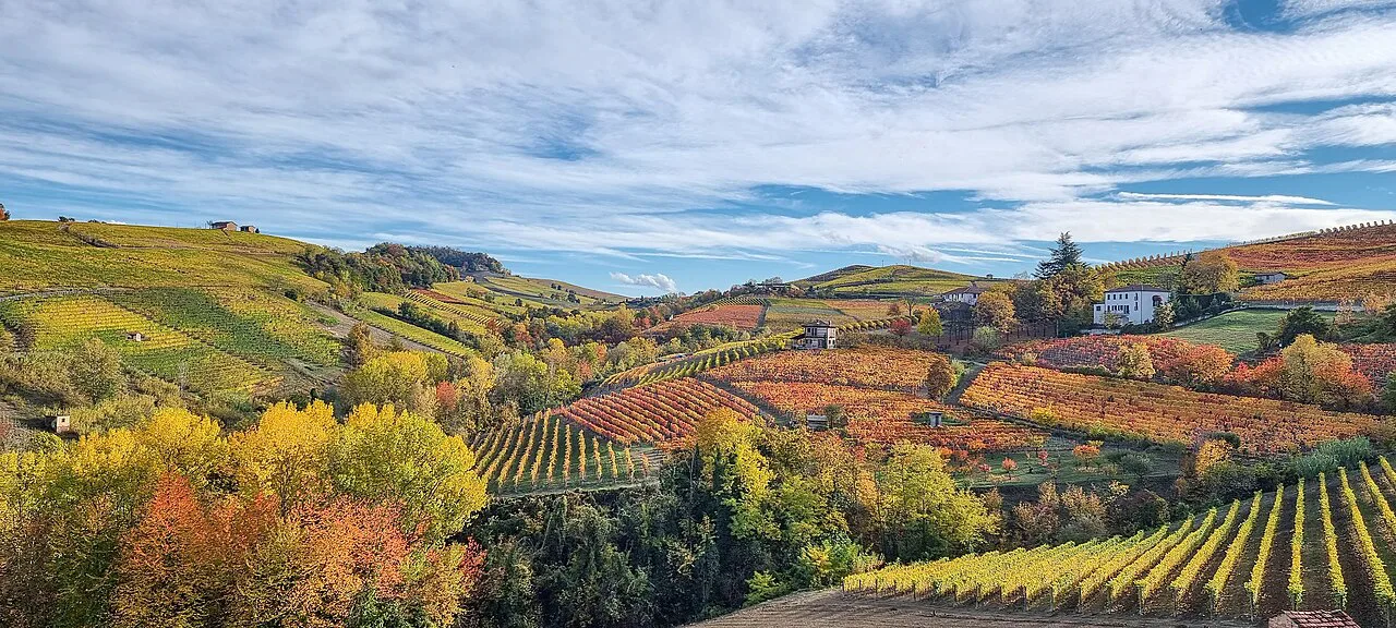 Vineyards in Barolo in November