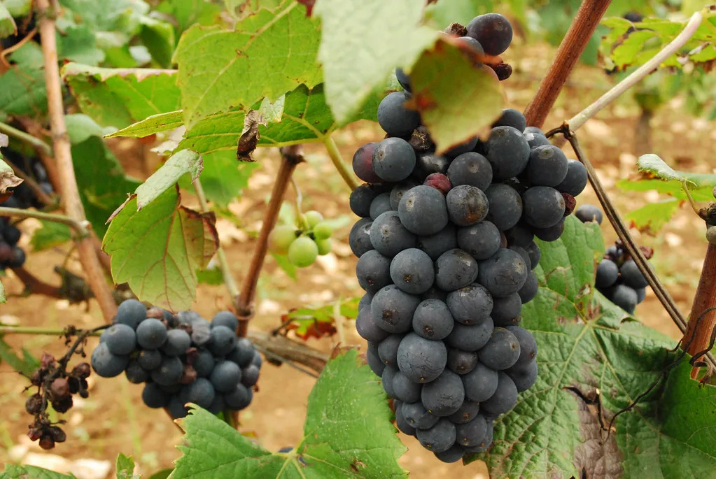 Grapes in Volnay