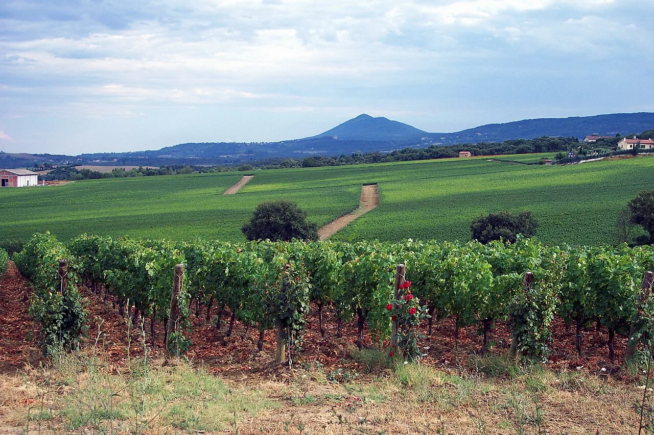 Vineyards in the Val d'Orcia below Montalcino