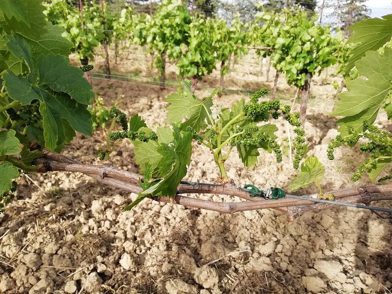 Pignoletto vines on the wine trail at Dozza