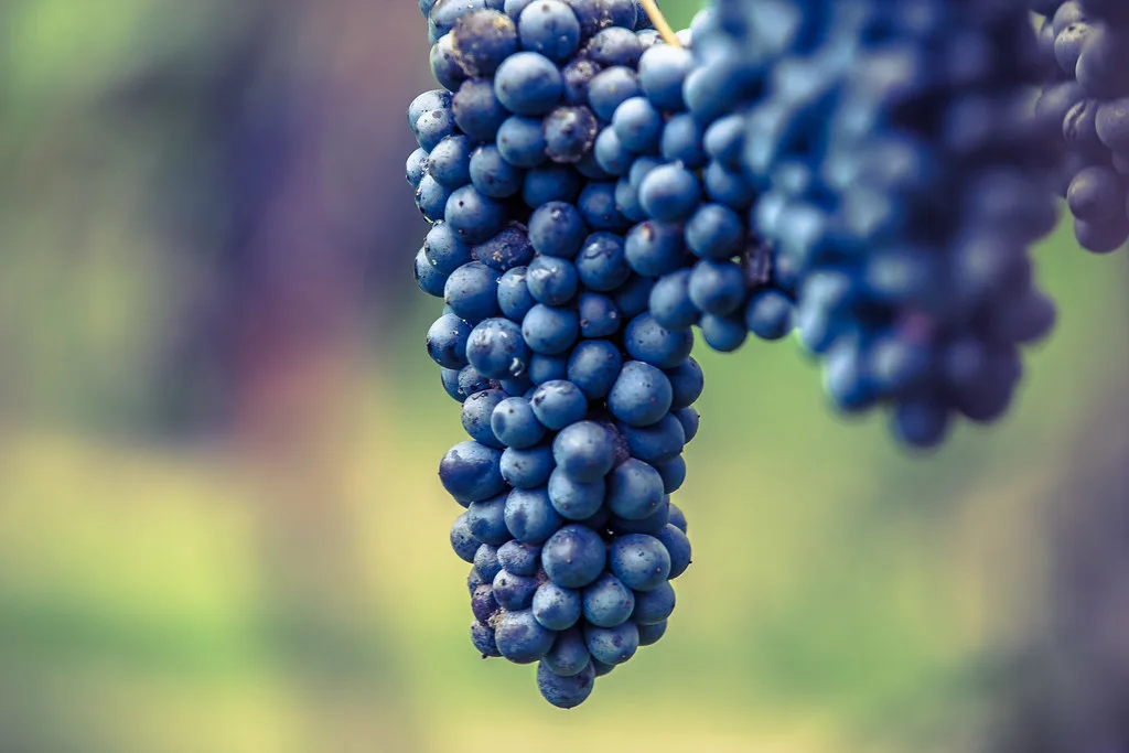 Grapes for Lambrusco, Emilia-Romagna
