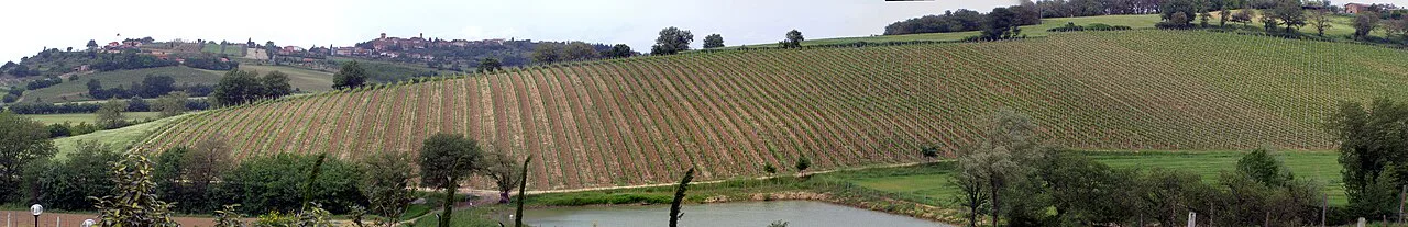 Vigneti a Valiano (Montepulciano)