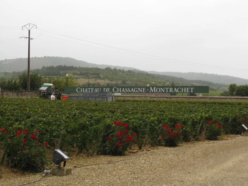 Michel Picard vineyard, Côte de Beaune