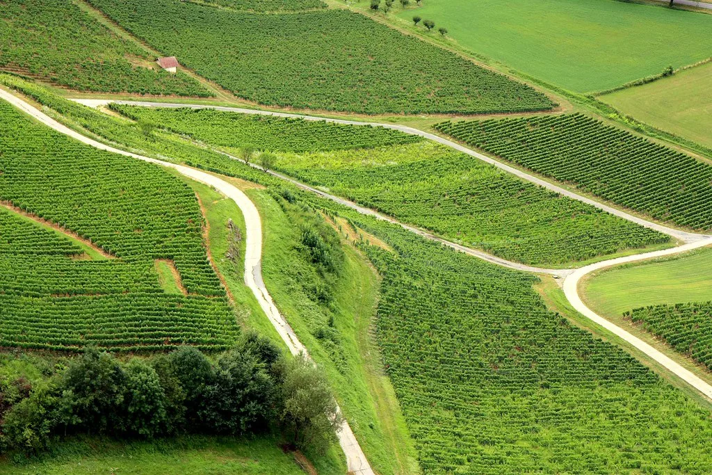 Vineyards, Beaune