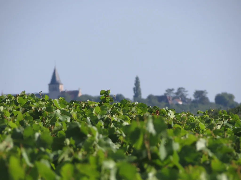 Vineyards in Burgundy