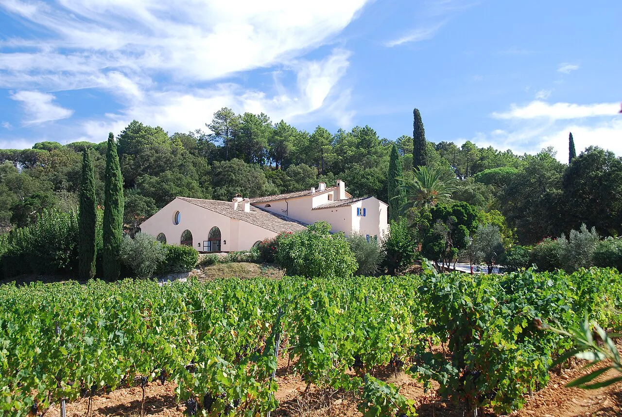 Vineyard near Saint-Tropez