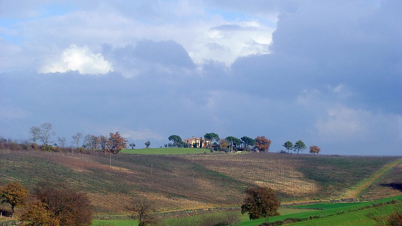 Vineyards at Valiano, Montepulciano