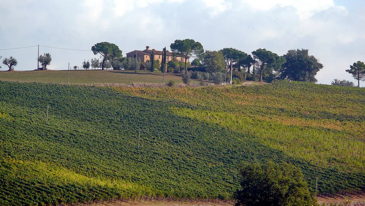 Vigneti a Valiano (Montepulciano)