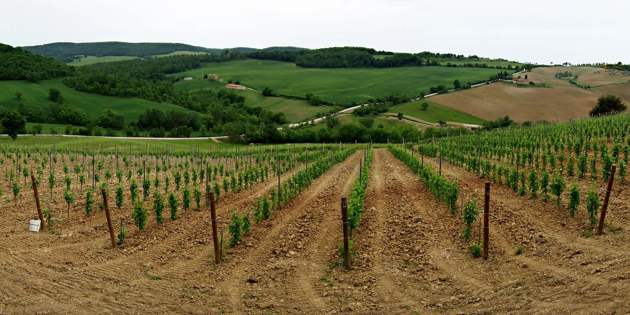 Soon, they will be delicious, Montepulciano