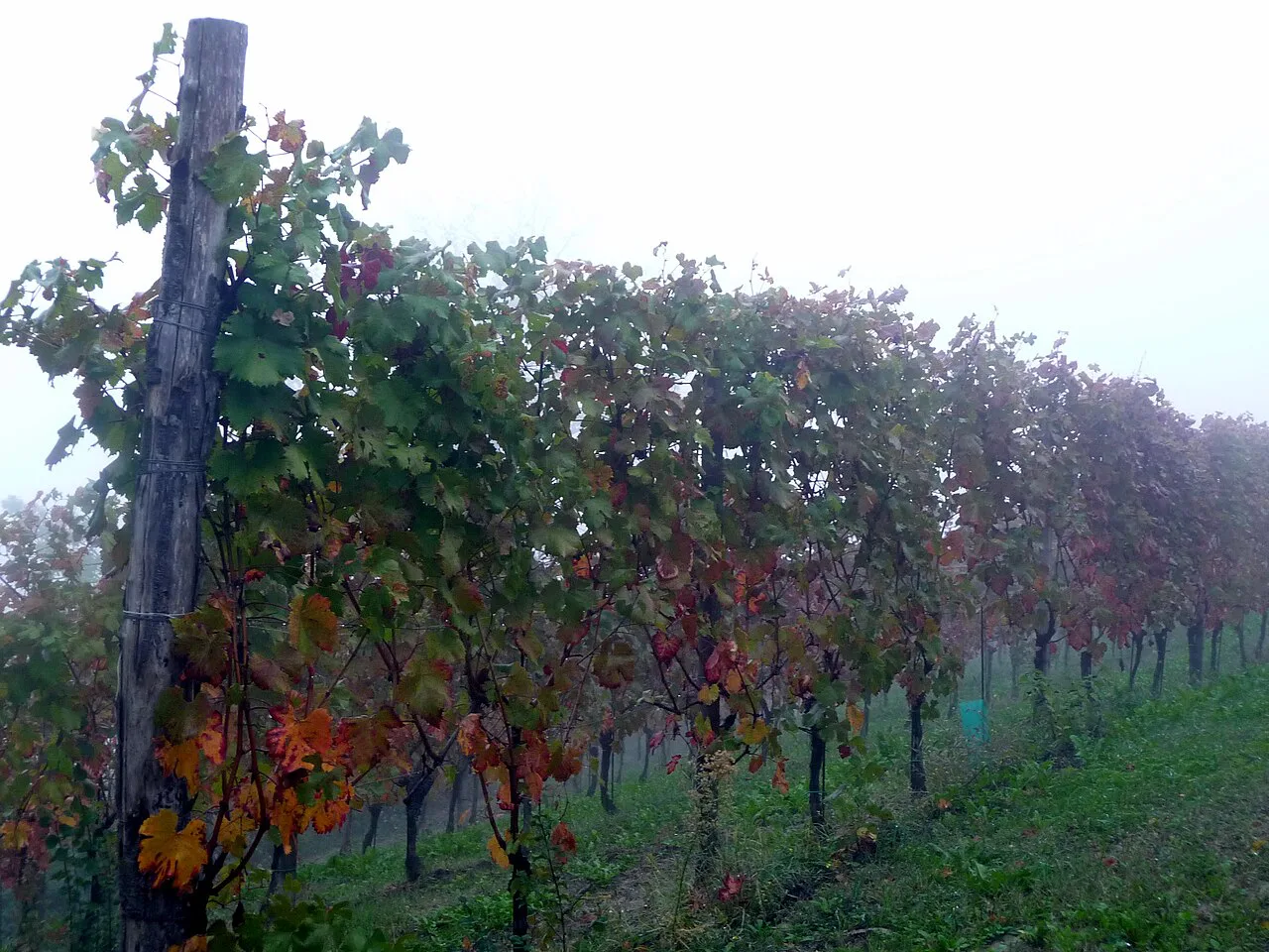 Nebbiolo vines in the Langhe