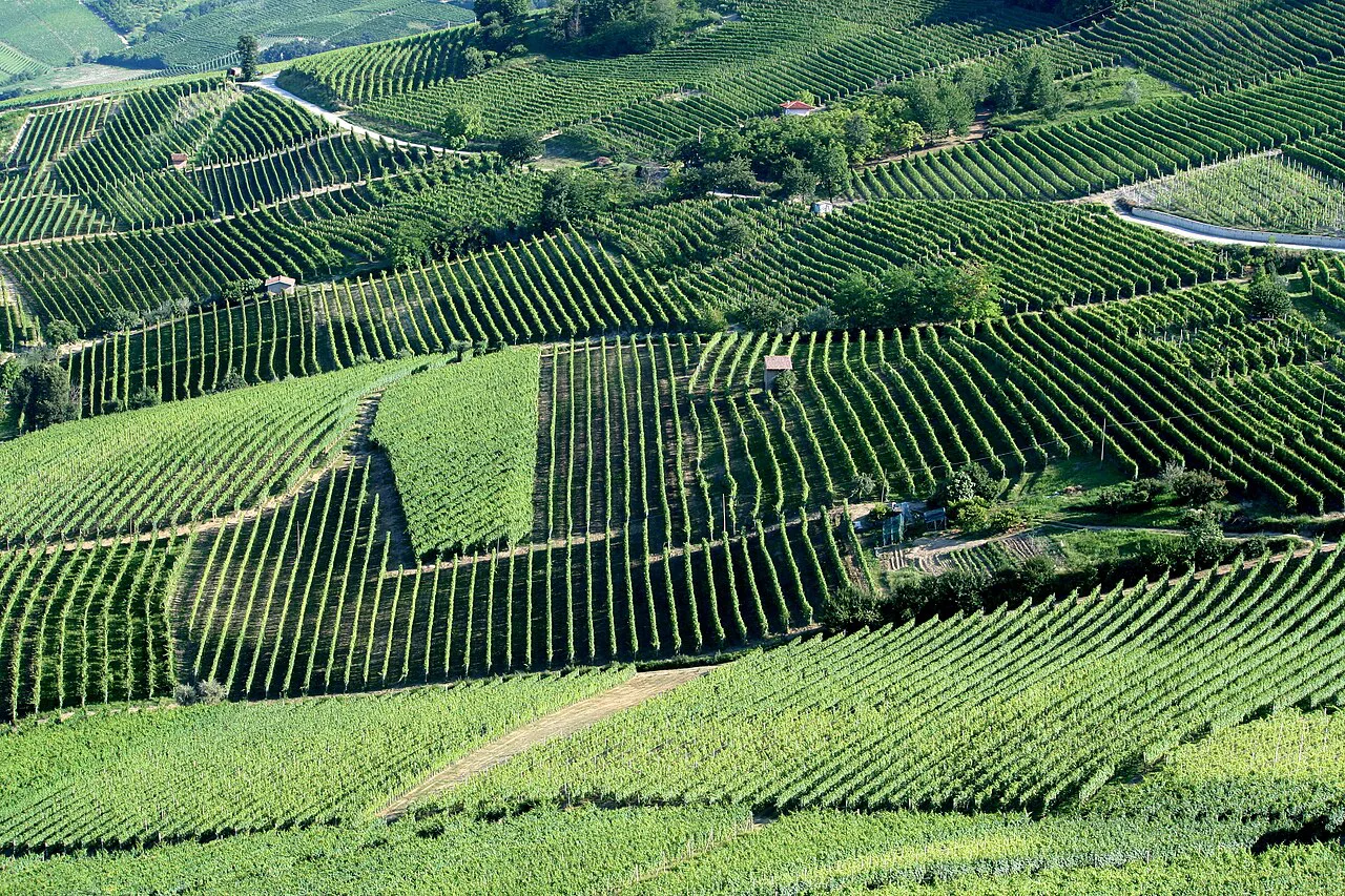 Vineyard hills in Piedmont