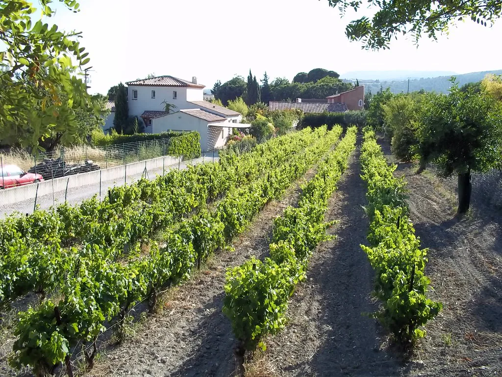 Vineyard in Cassis