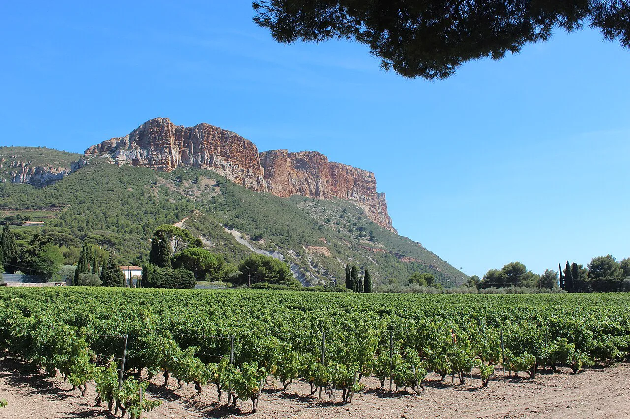 Cassis vineyards below Cap Canaille