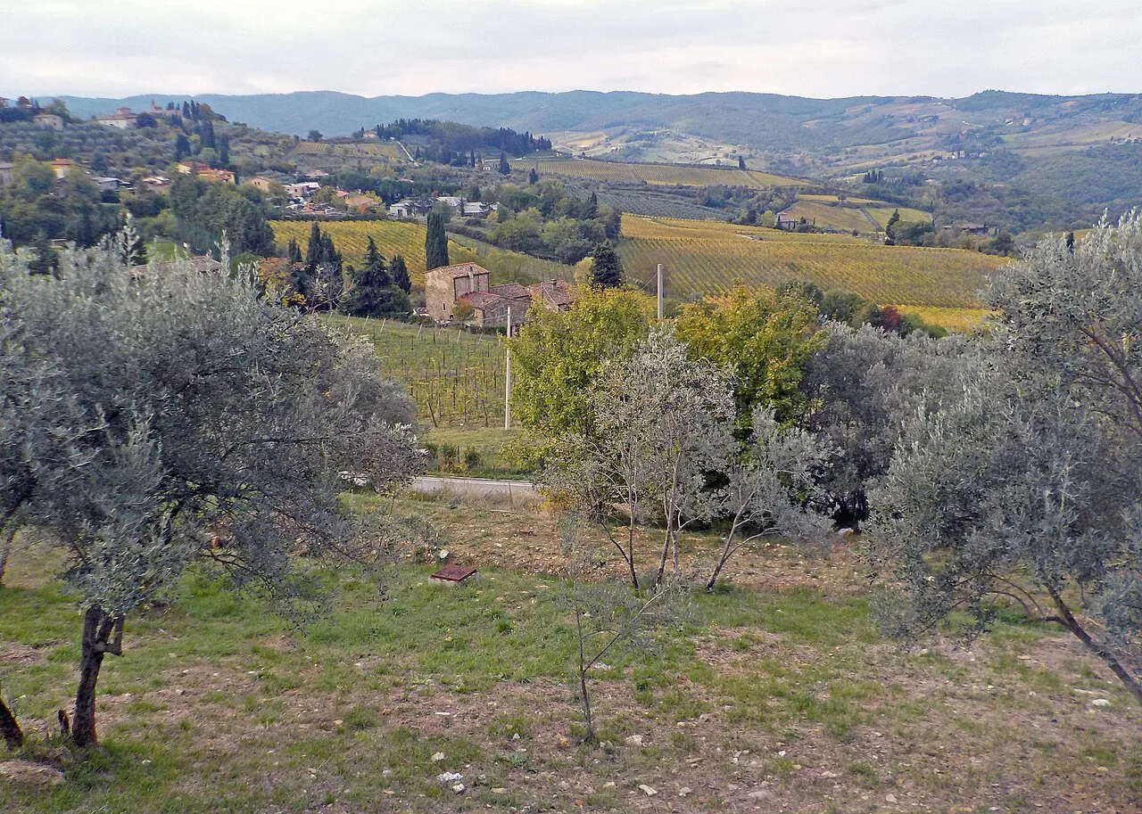 Olive trees and vineyards in the Chianti hills