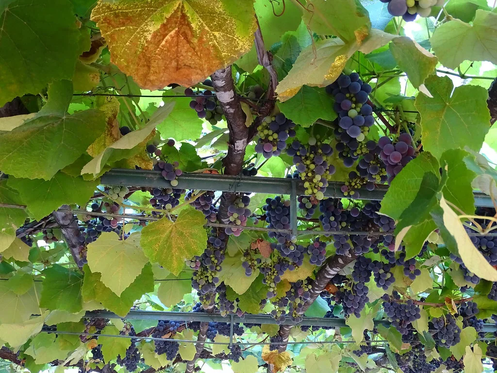 Grapes on the vine in Tuscany