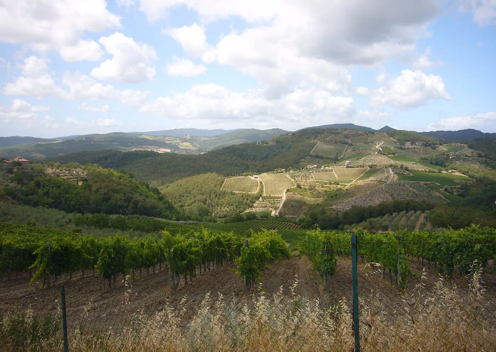 Chianti vineyards