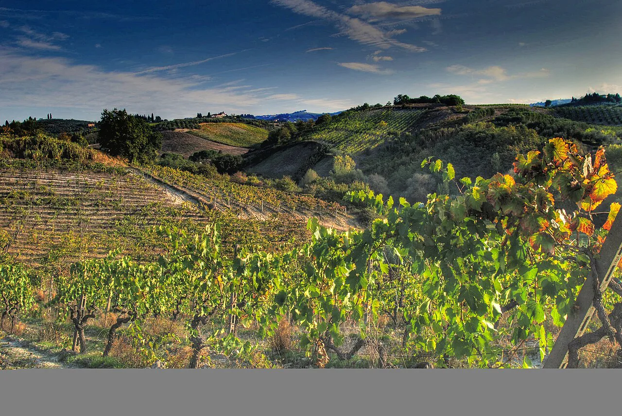 Chianti landscape at harvest time