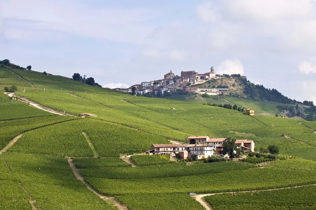 Langhe vineyards