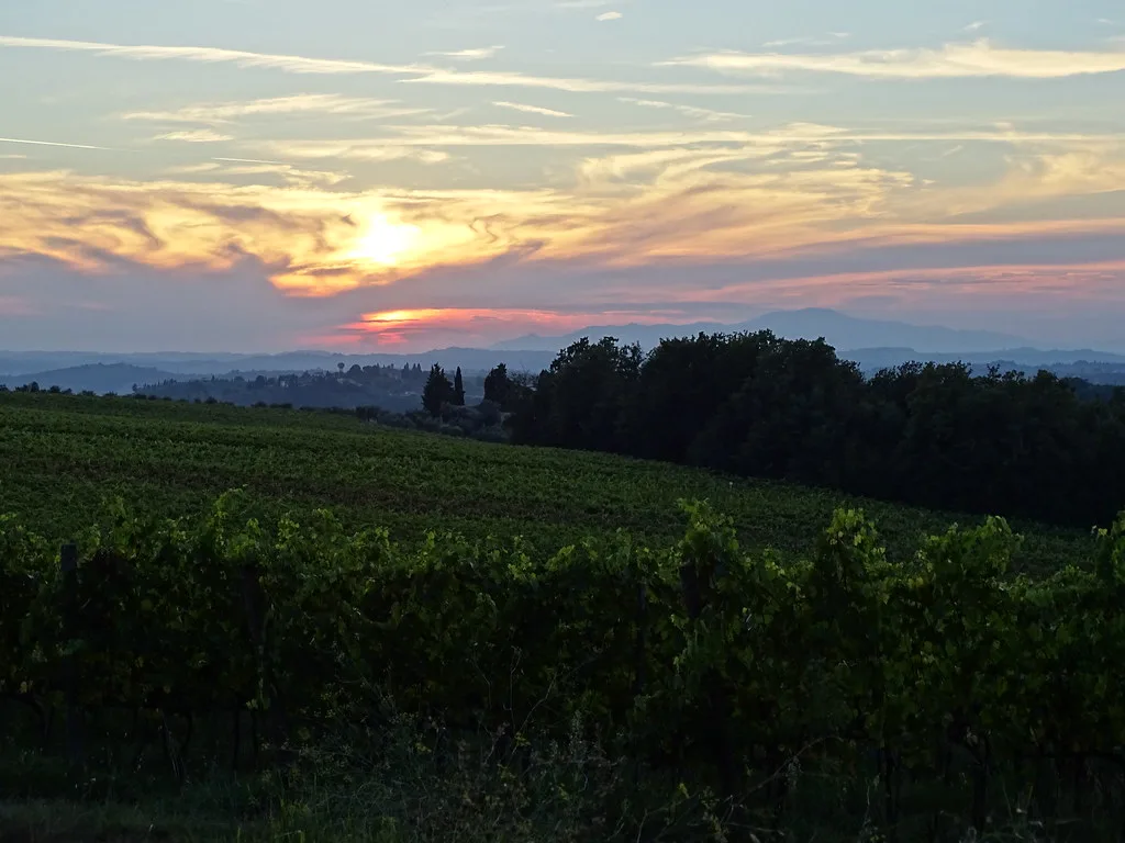 Vineyard at sunset in Tuscany