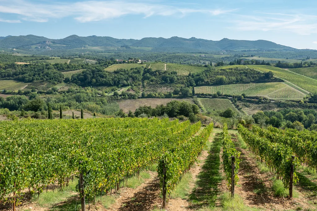 Chianti vineyards