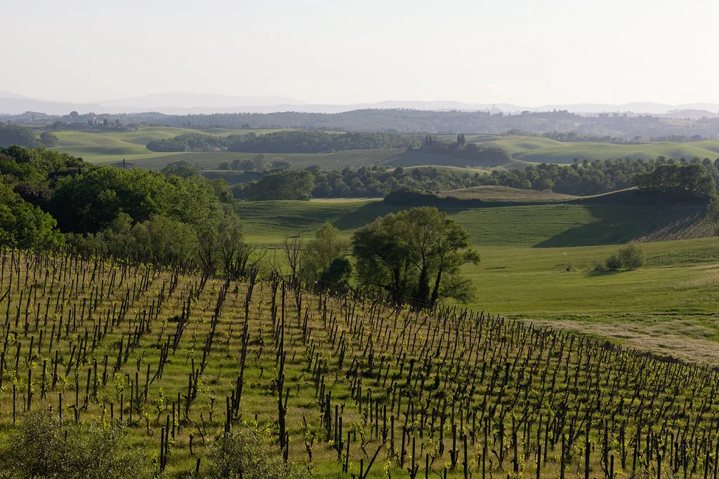 View Towards Distant Siena