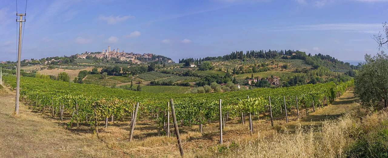 Vineyards below San Gimignano
