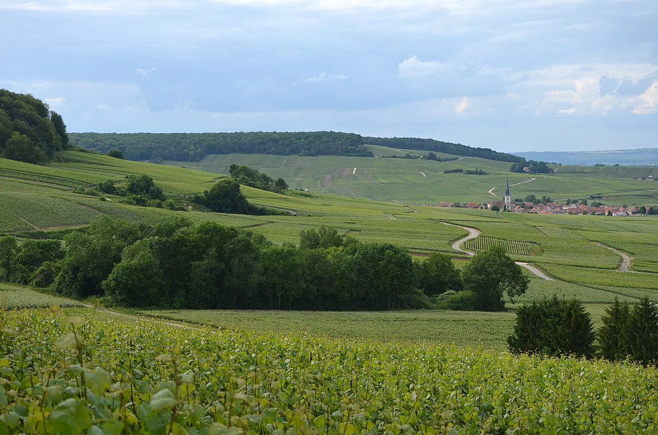 Sur le flanc nord de la montagne de Reims