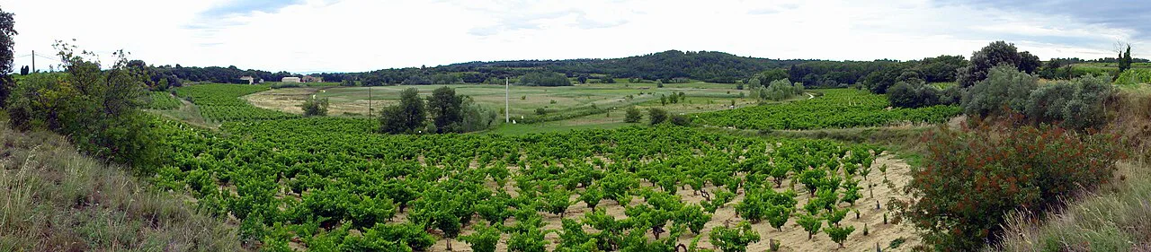 Vines around the Étang salé de Courthézon
