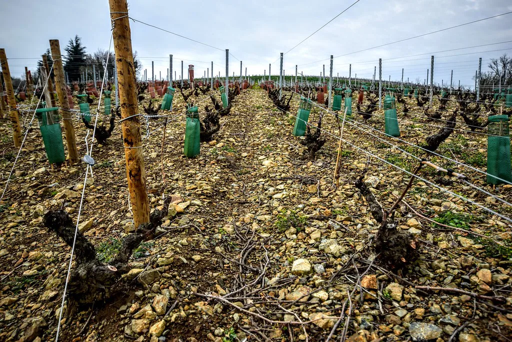 Old gobelet-trained vines on Mont Brouilly in the Beaujolais